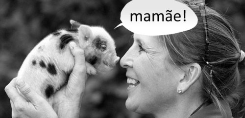 baby-pig